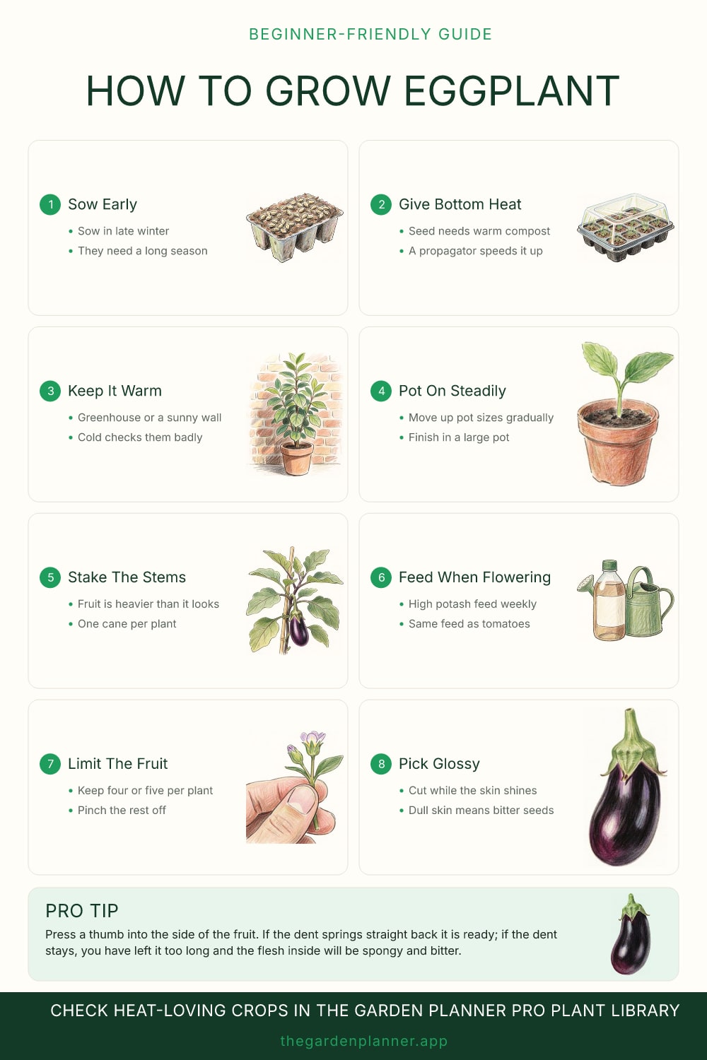 How to grow eggplant