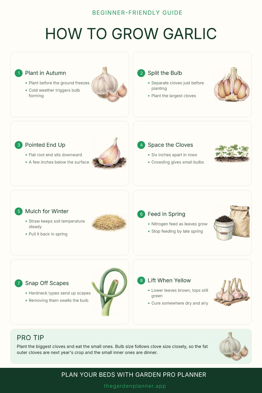 How to grow garlic