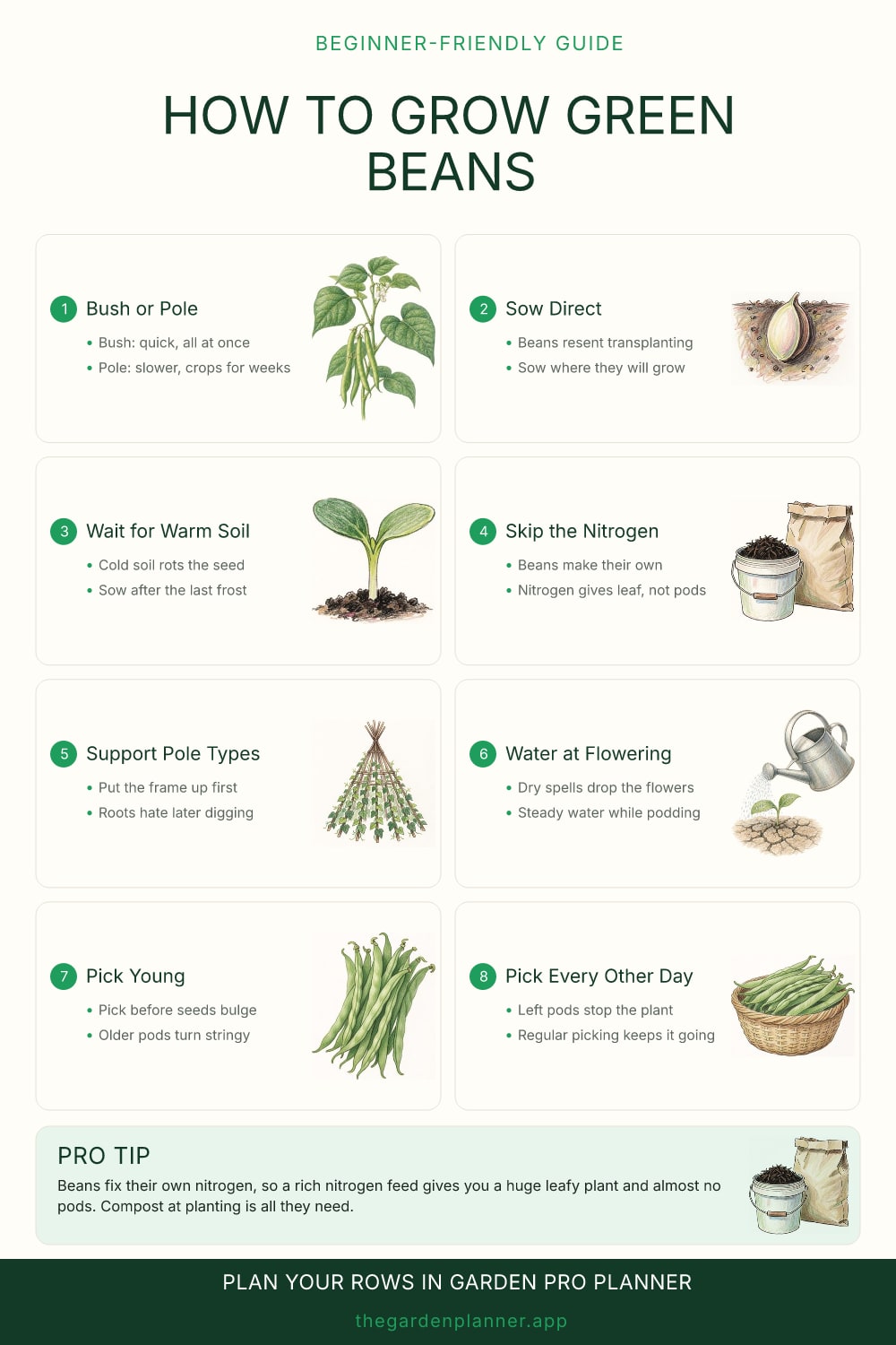 How to grow green beans