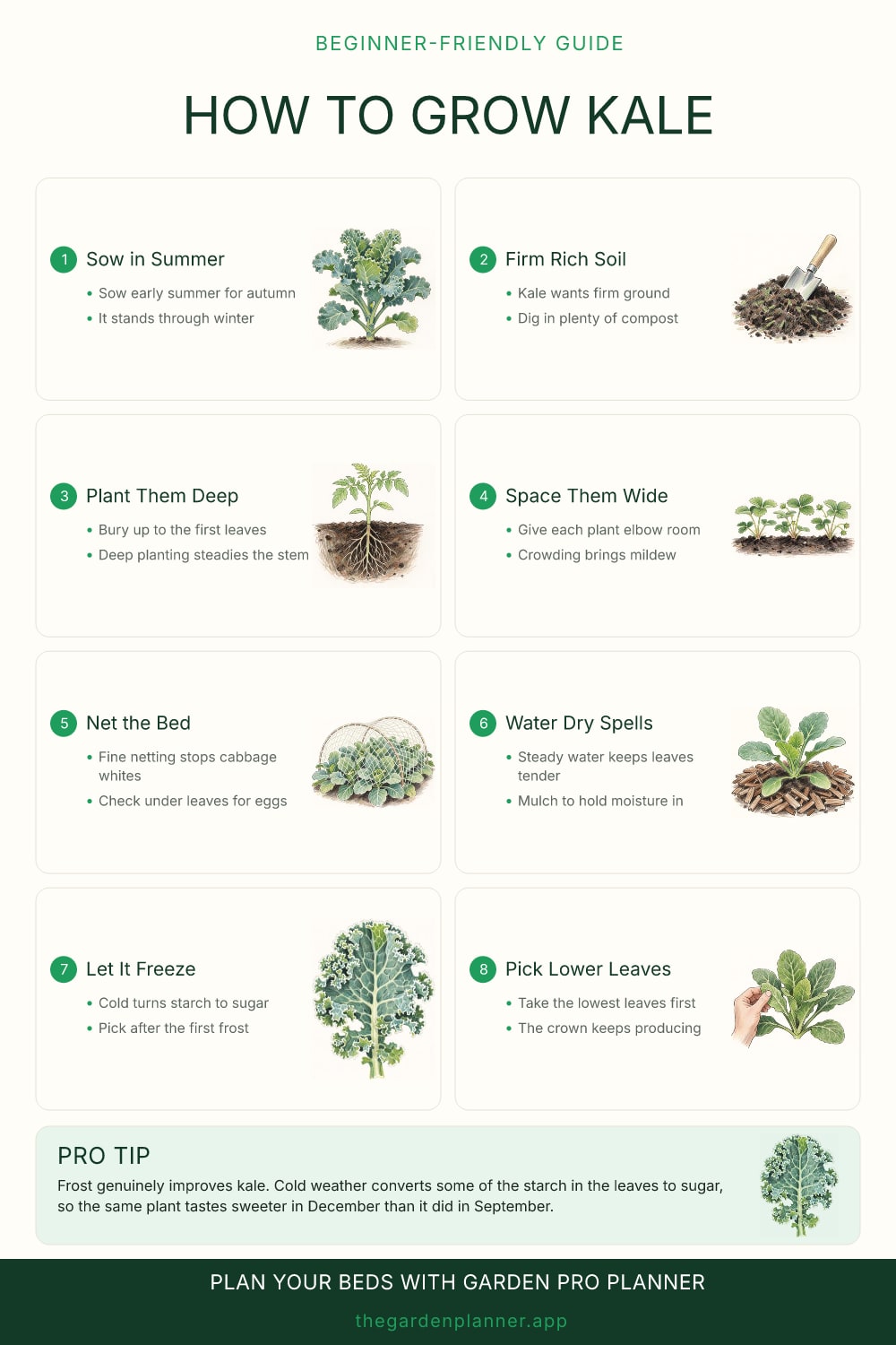 How to grow kale