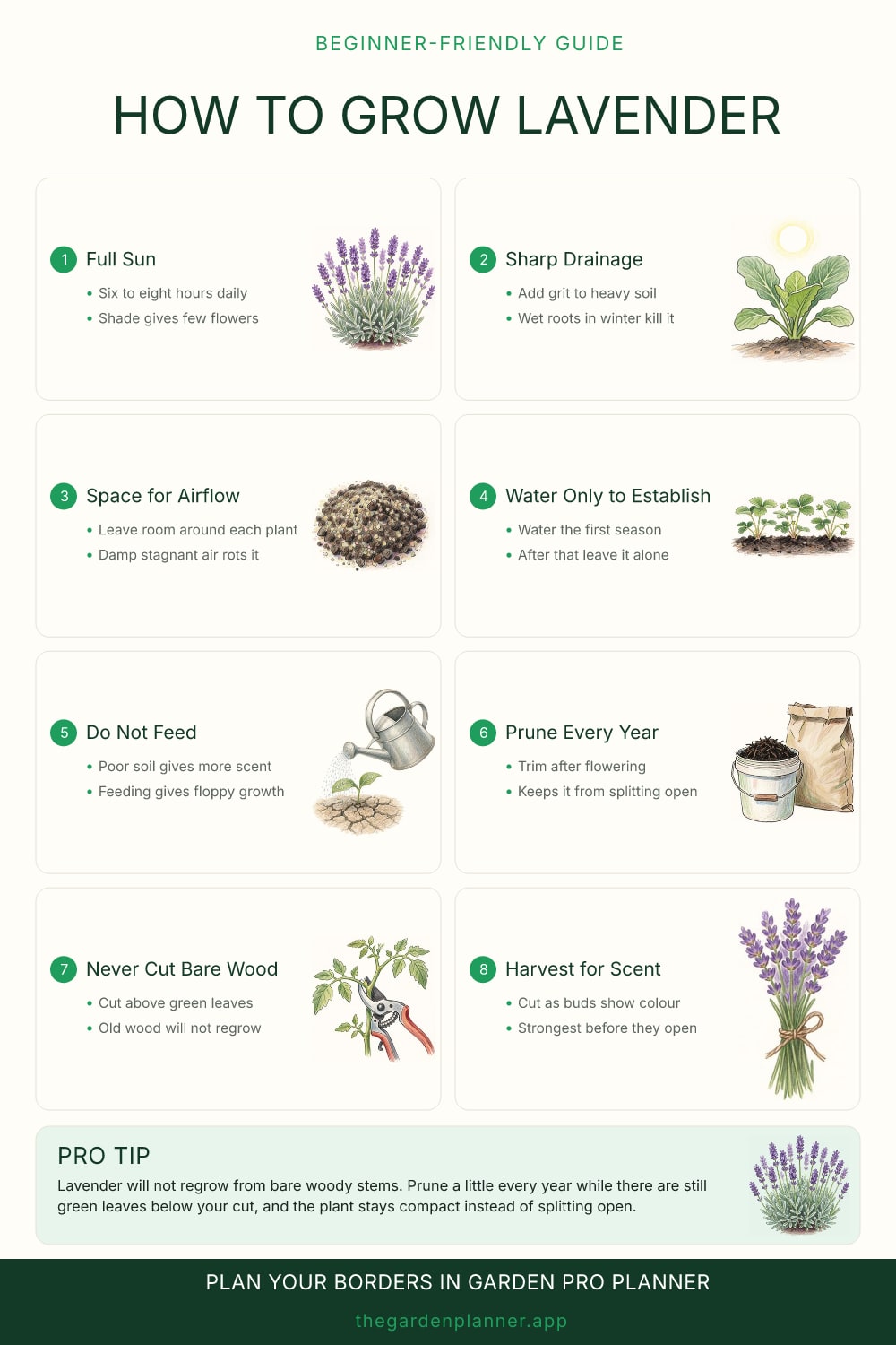 How to grow lavender