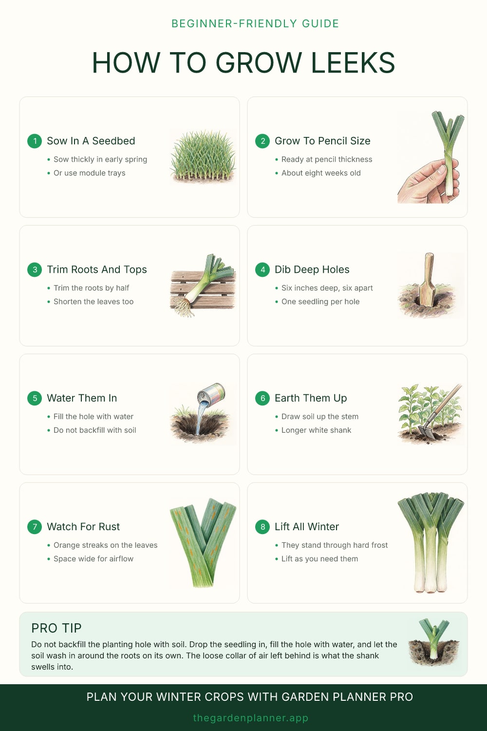 How to grow leeks
