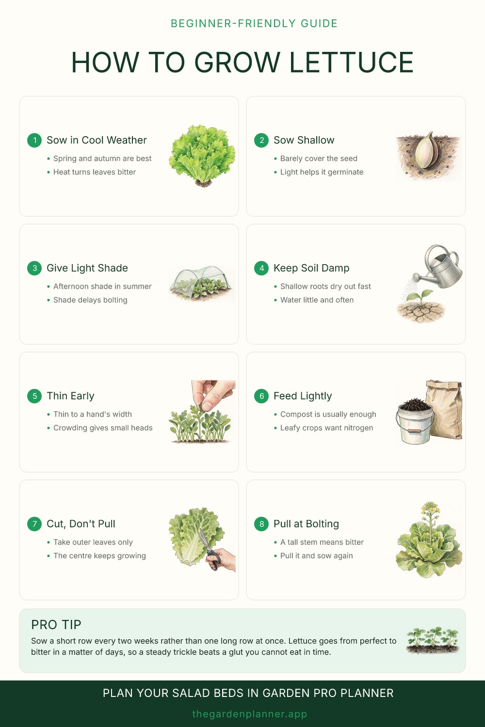 How to grow lettuce
