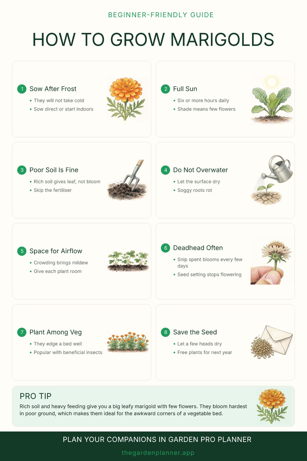 How to grow marigolds
