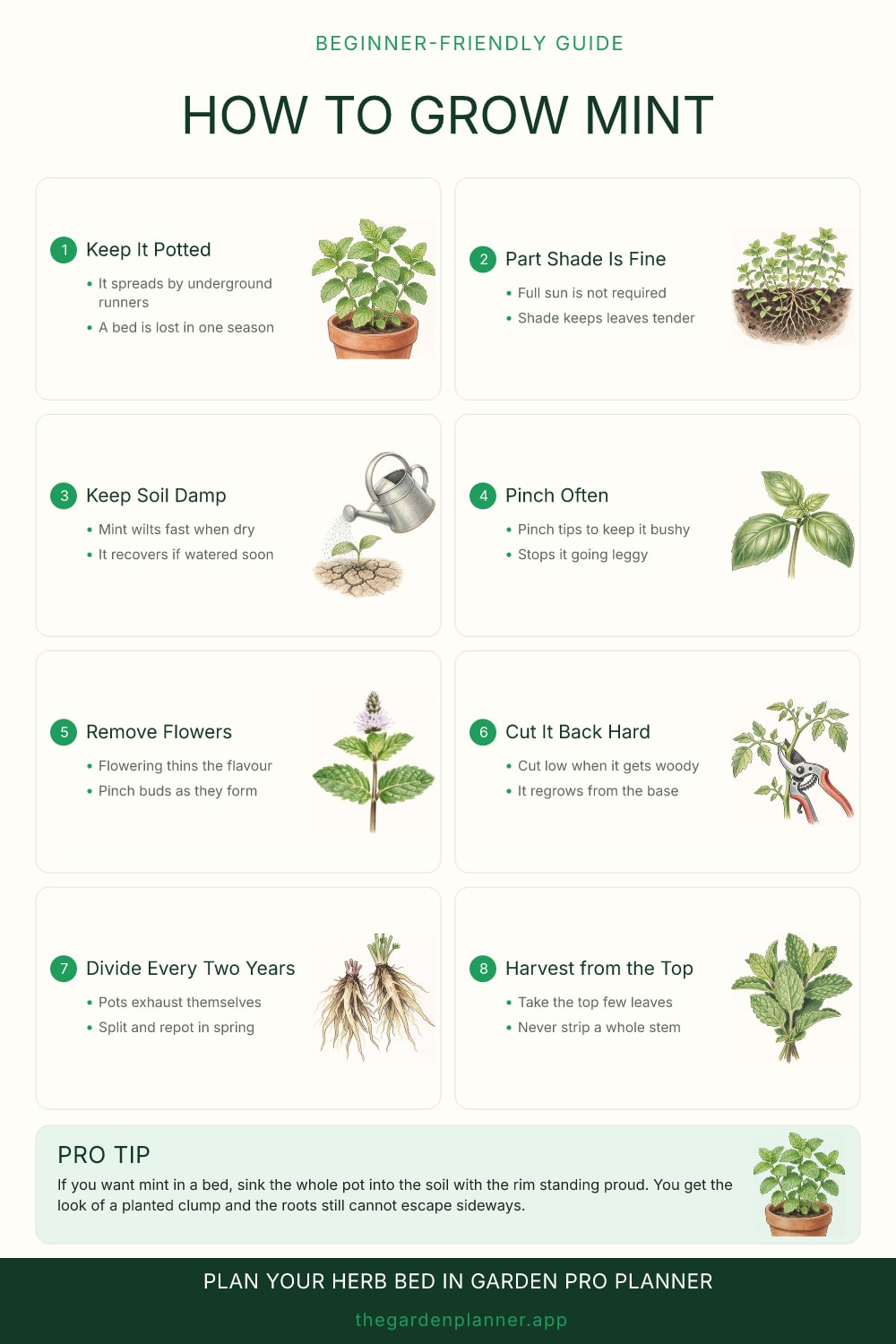 How to grow mint