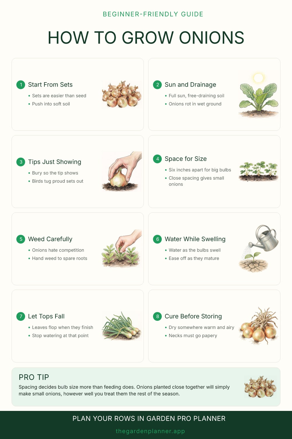 How to grow onions