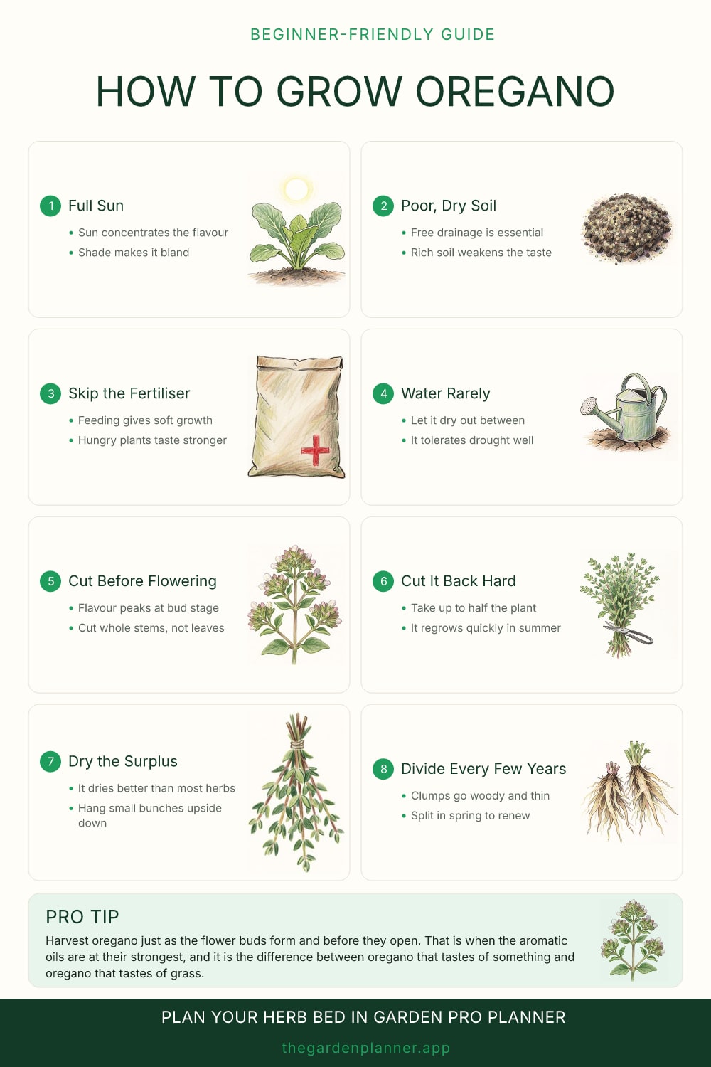 How to grow oregano