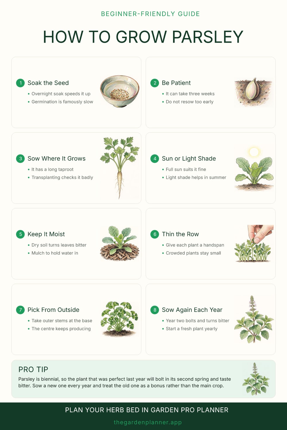 How to grow parsley