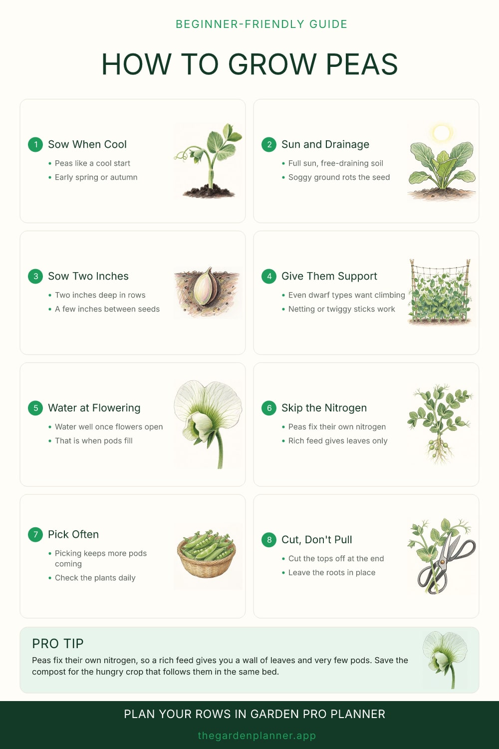 How to grow peas