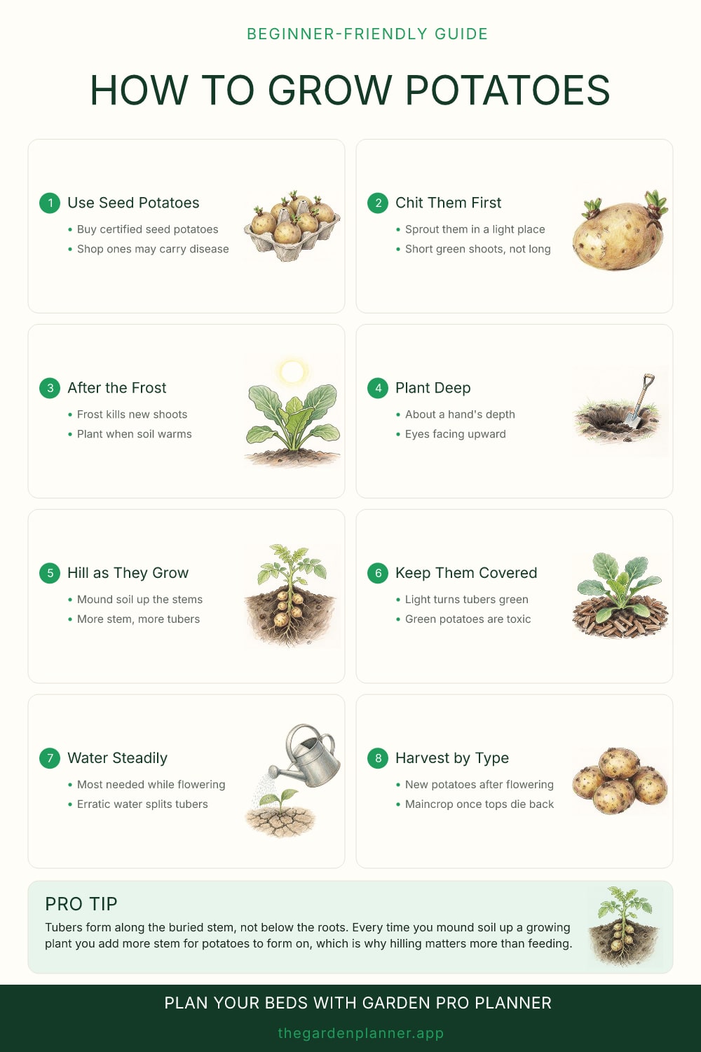 How to grow potatoes