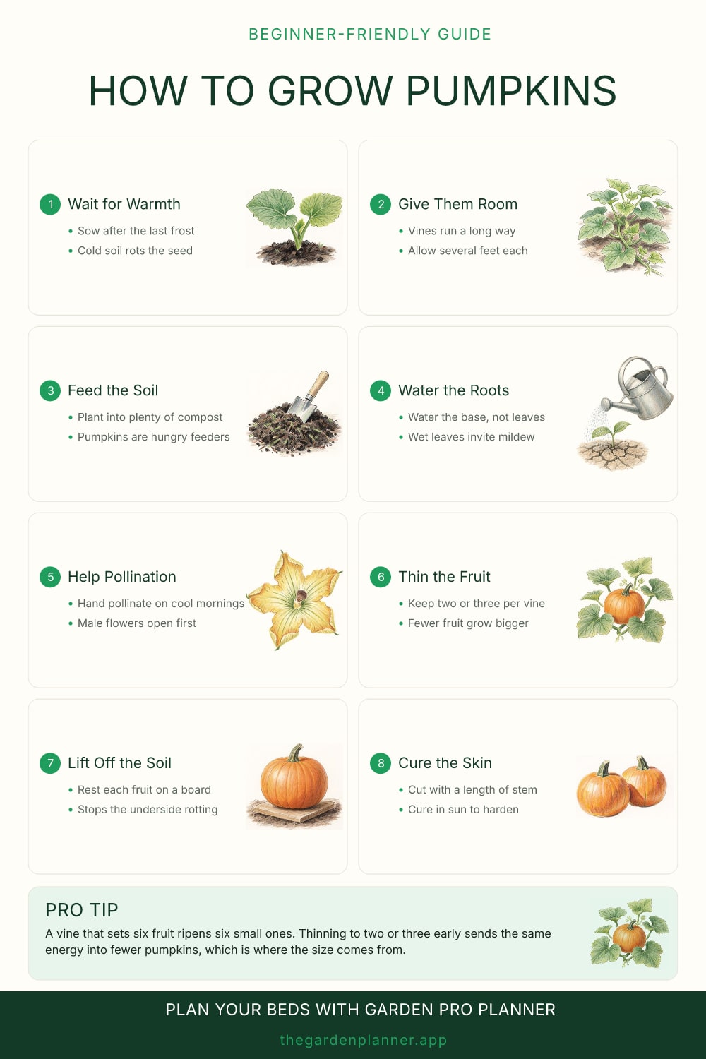 How to grow pumpkins