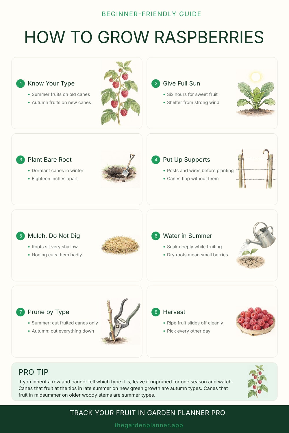 How to grow raspberries