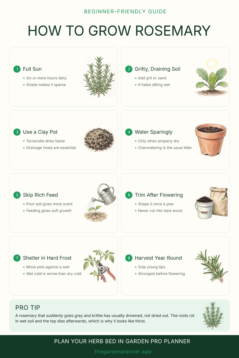 How to grow rosemary