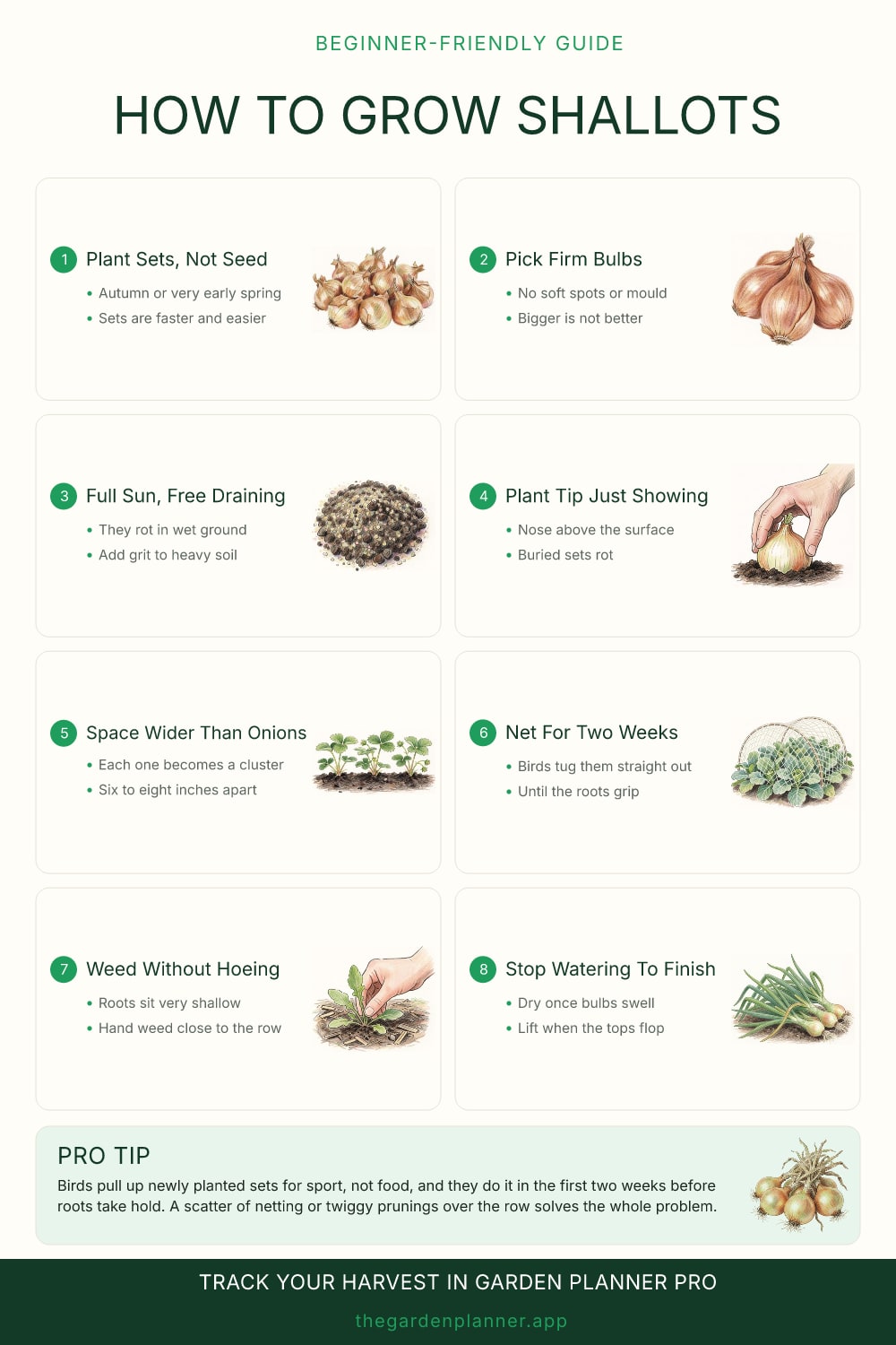 How to grow shallots