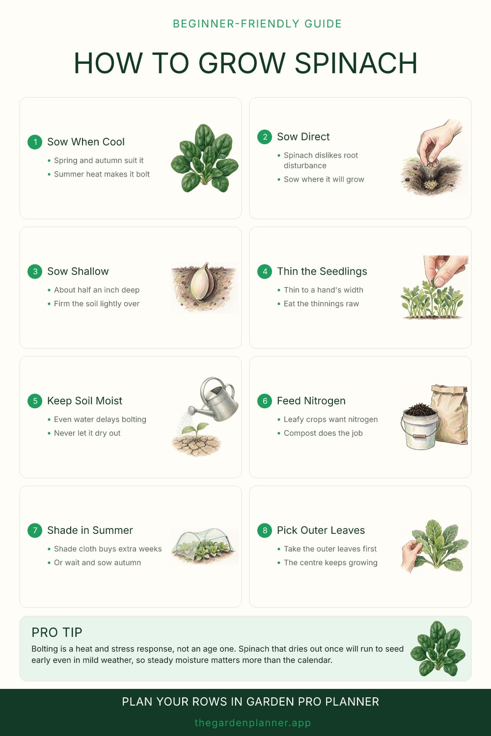 How to grow spinach