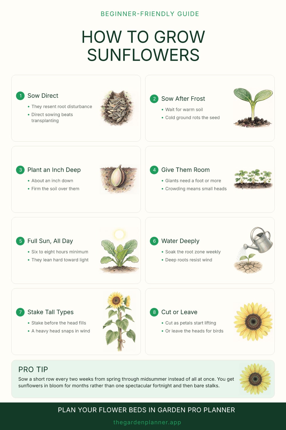 How to grow sunflowers