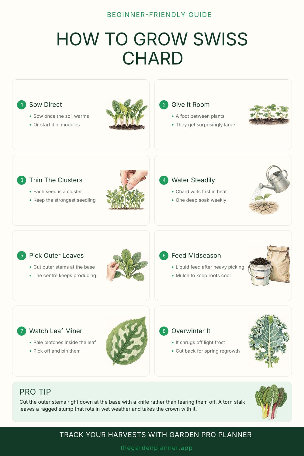 How to grow Swiss chard
