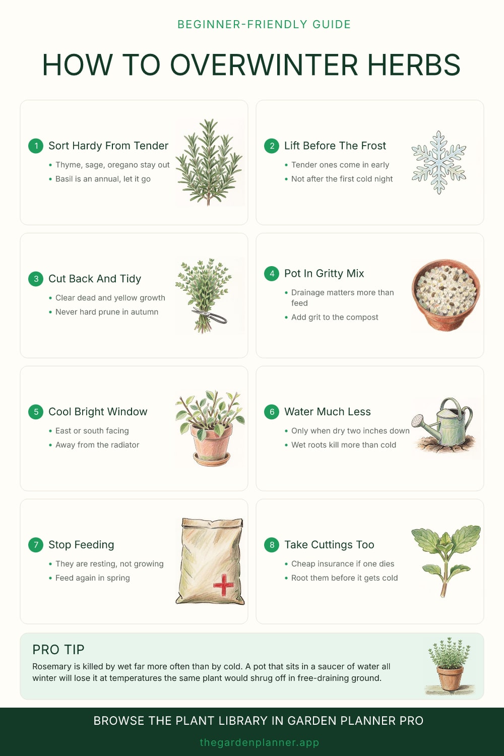 How to overwinter herbs