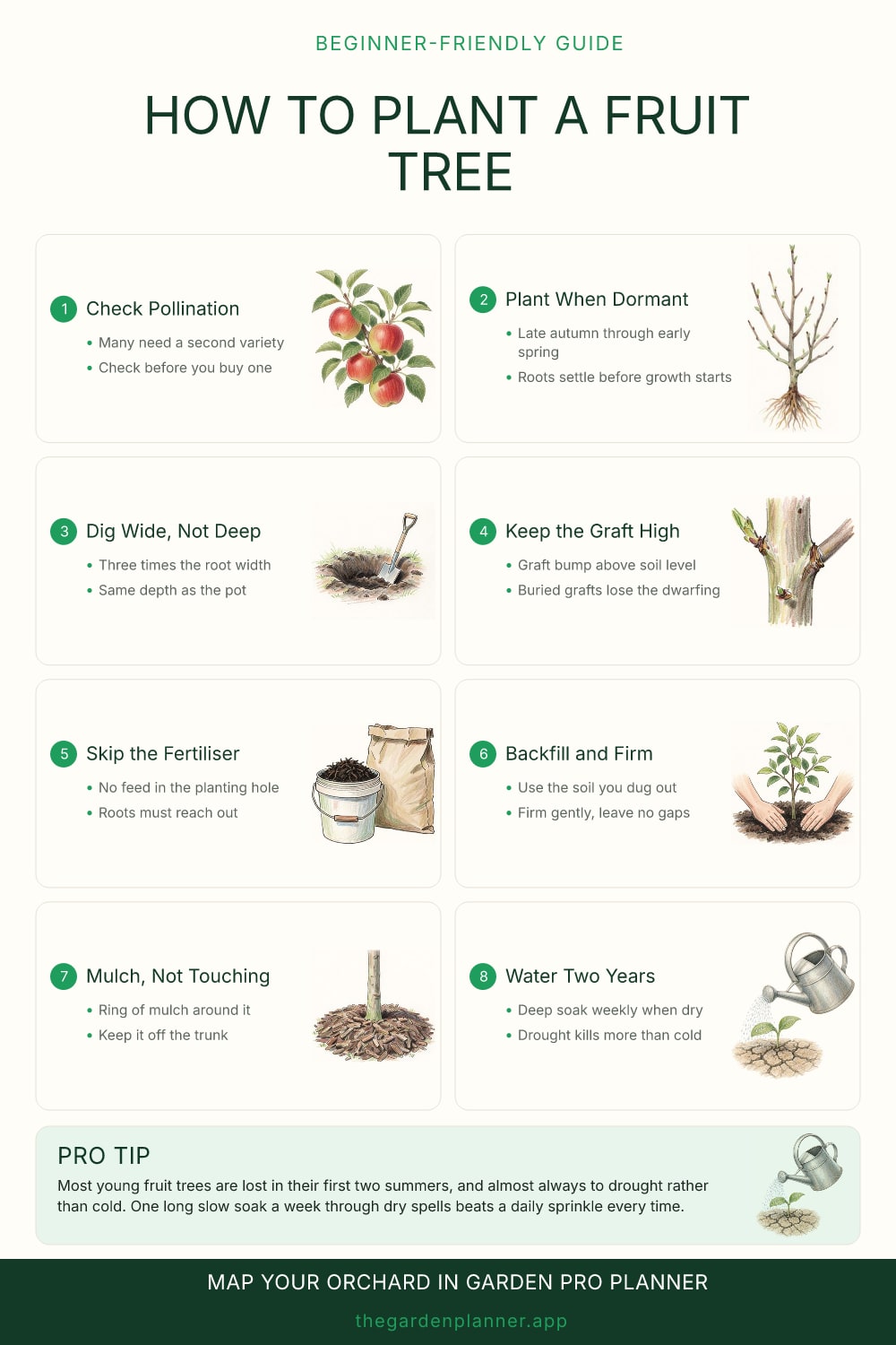 How to plant a fruit tree