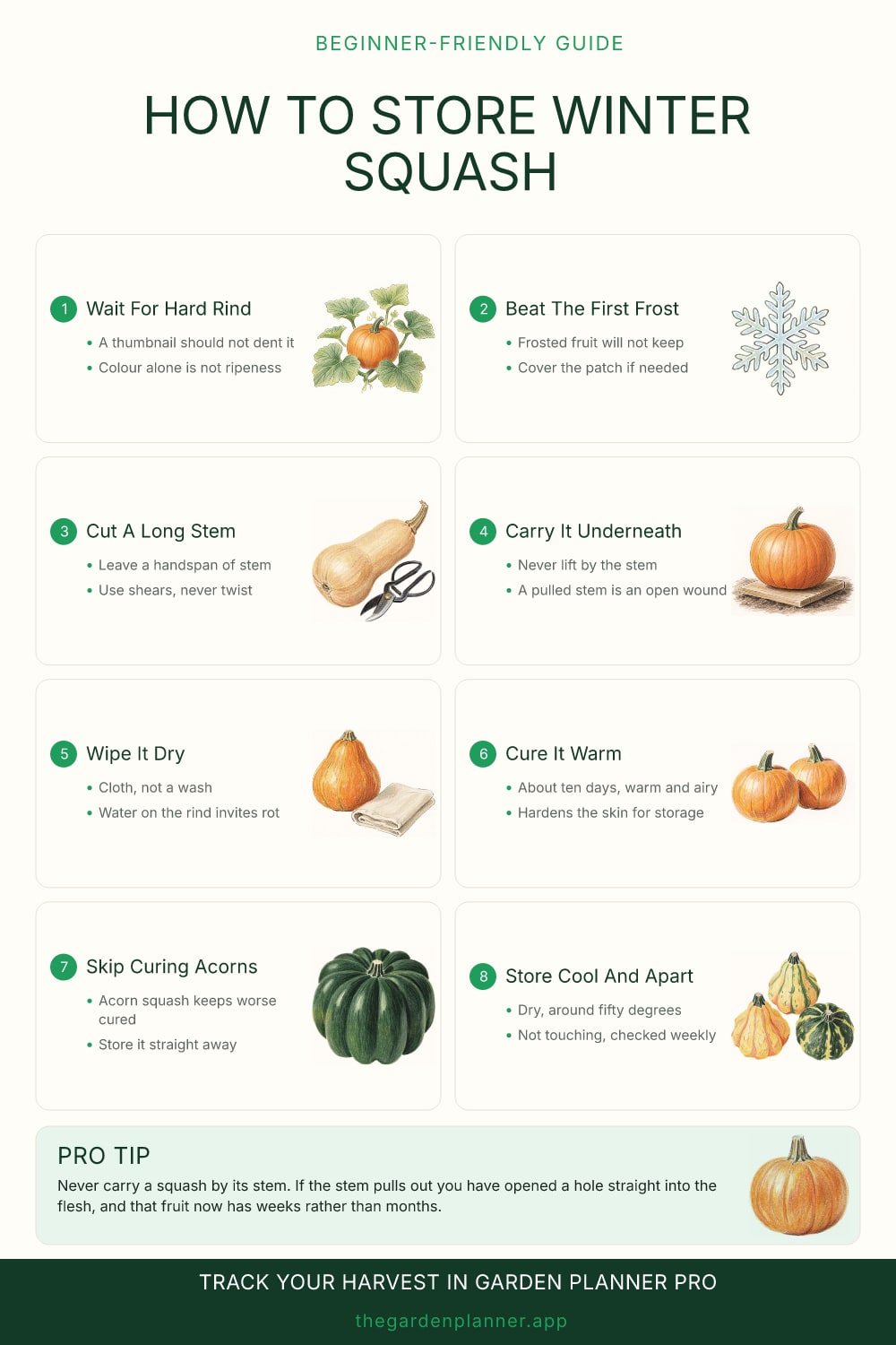 How to store winter squash
