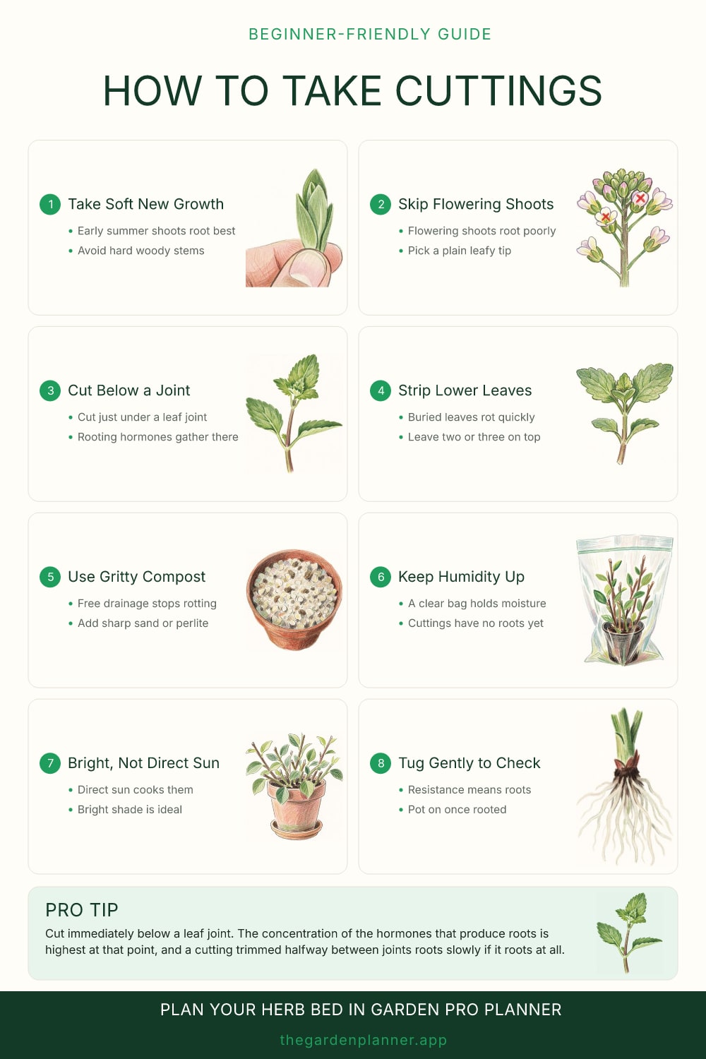 How to take cuttings