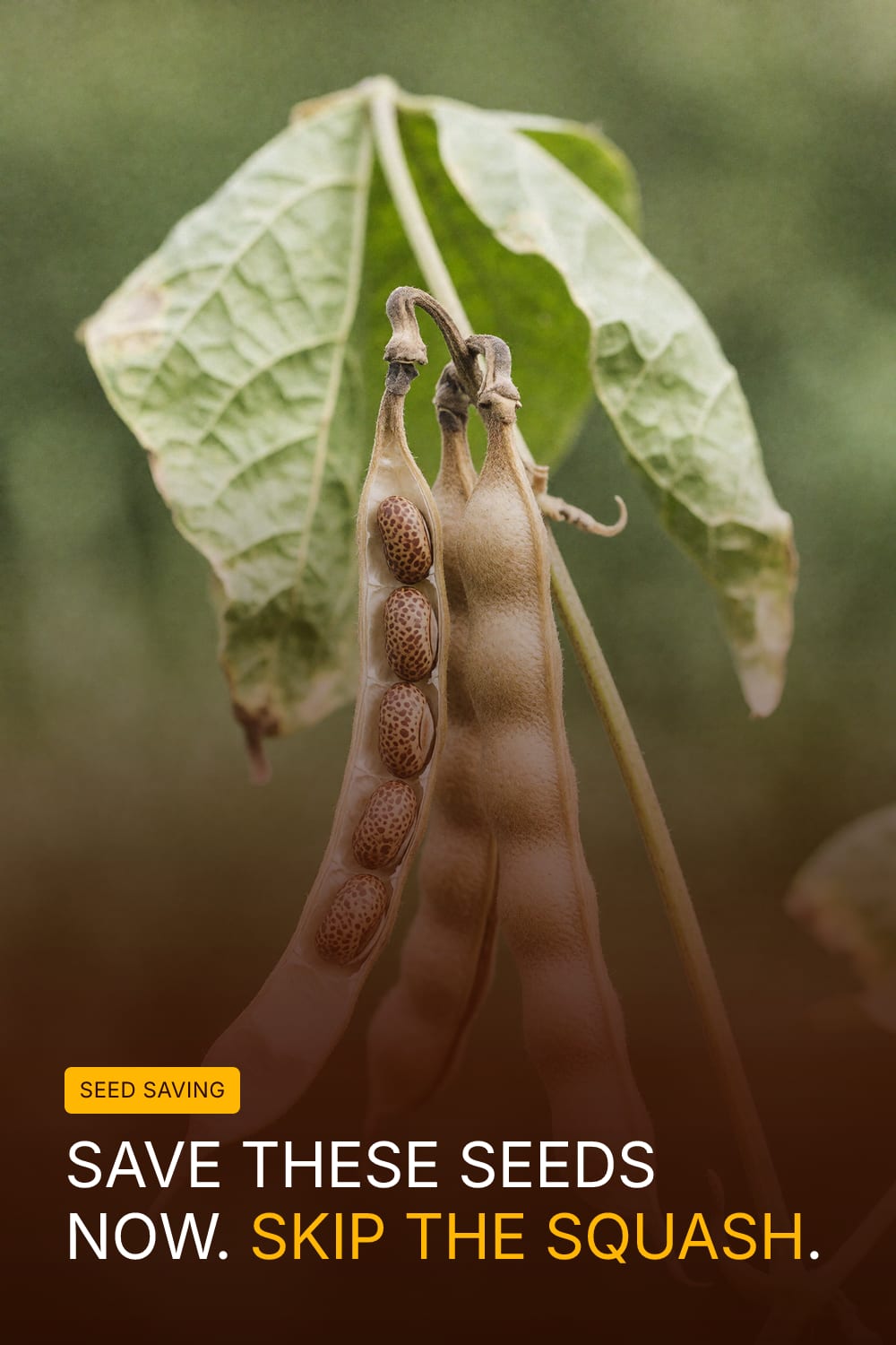 Save These Seeds Now. Skip The Squash.