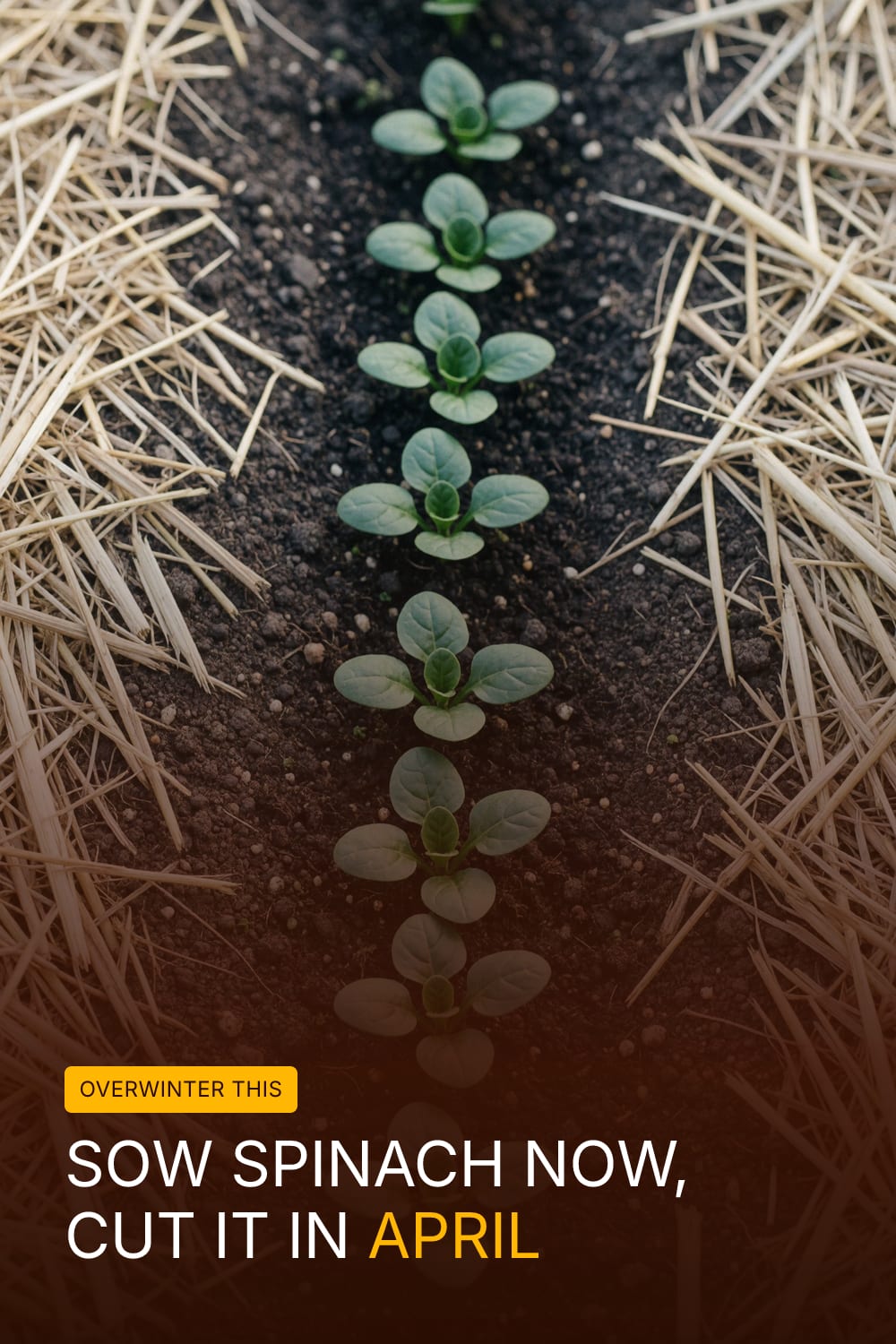 Sow Spinach Now, Cut It In April