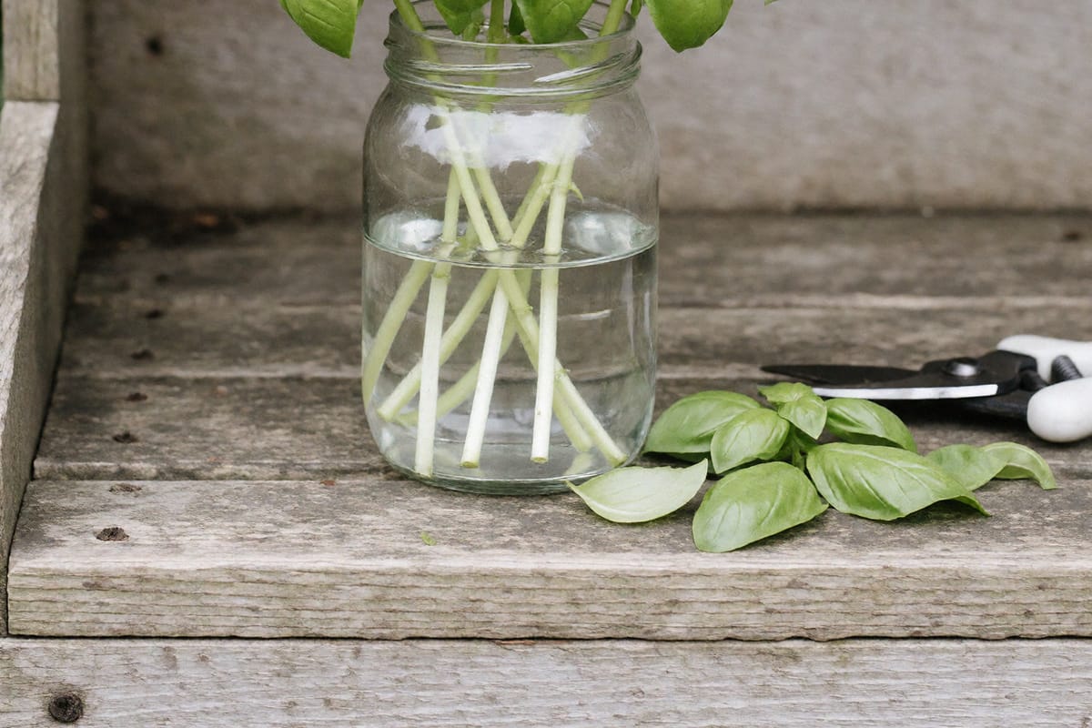Stripped basil stem cuttings standing in a glass jar of water on a weathered wooden bench, pruners and trimmed leaves beside it