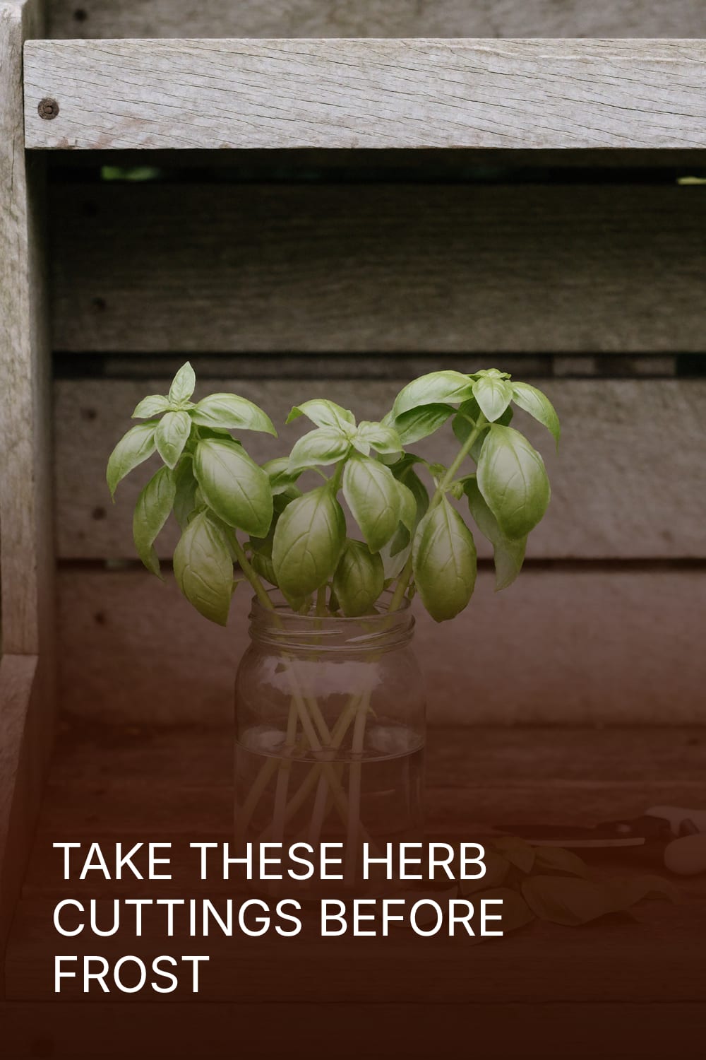 Take These Herb Cuttings Before Frost