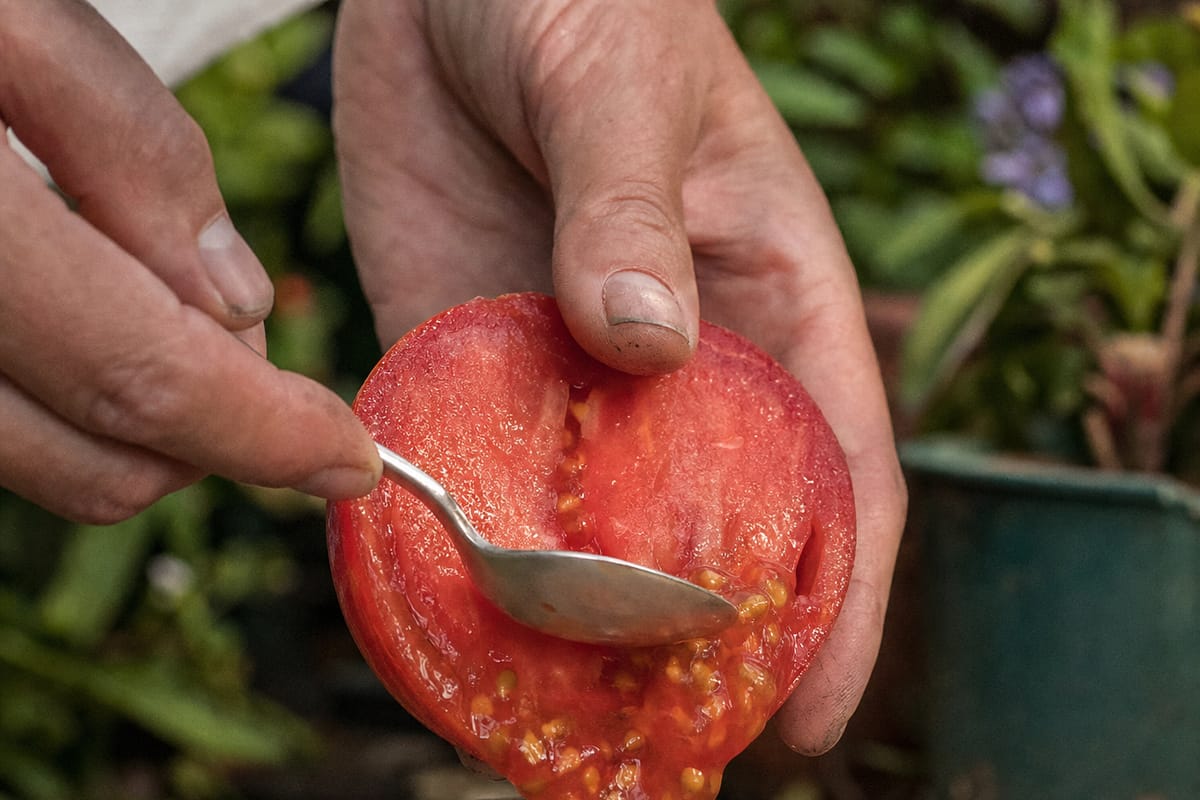 A halved heirloom tomato with seeds and pulp scooped into a small glass jar of water on a wooden potting table, morning light.