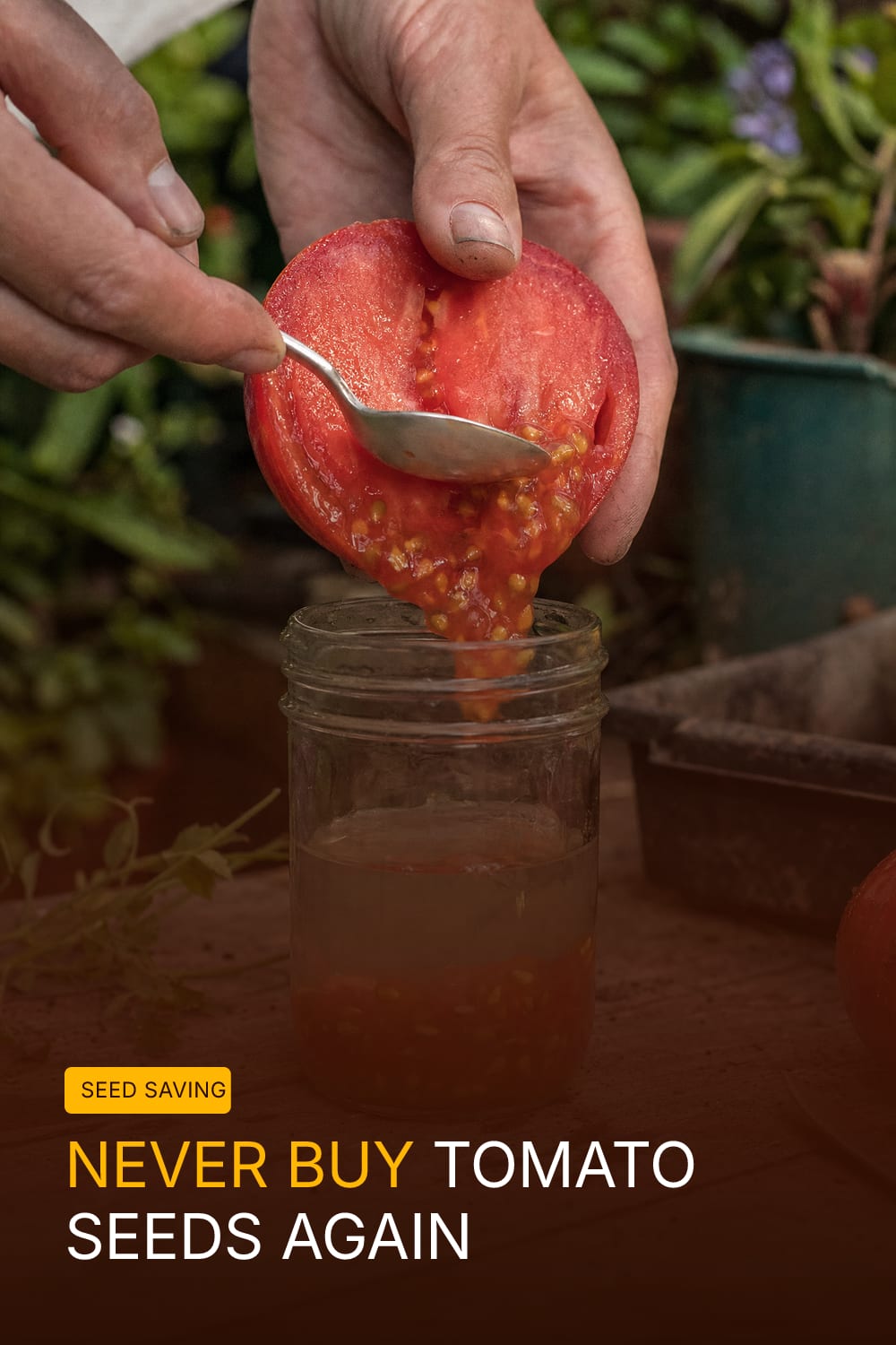 The One Tomato Trick That Means You Never Buy That Seed Packet Again