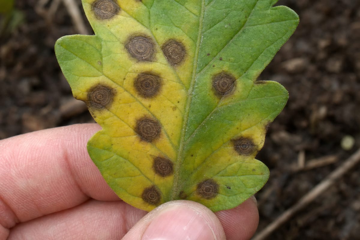 A hand holding a tomato leaf covered in dark brown concentric-ring spots surrounded by yellowing tissue