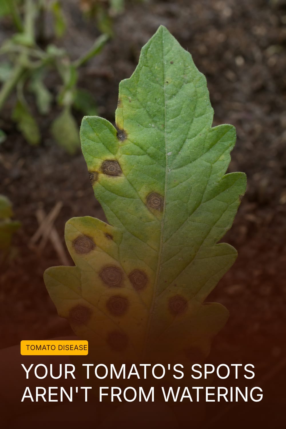 Your Tomato's Spots Aren't From Watering