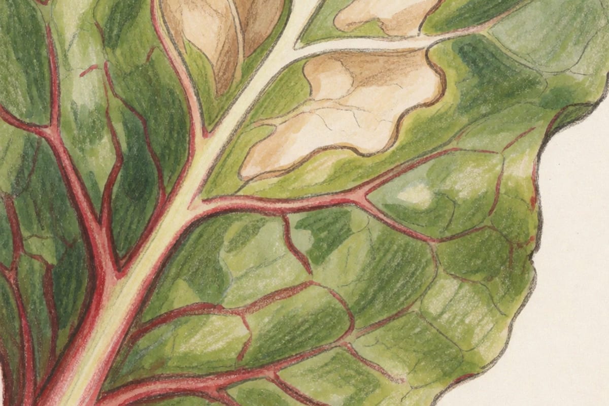 Colored-pencil close-up of a swiss chard leaf with red veins, several large irregular tan blotches of dead papery tissue bounded by the veins, the surrounding leaf still green