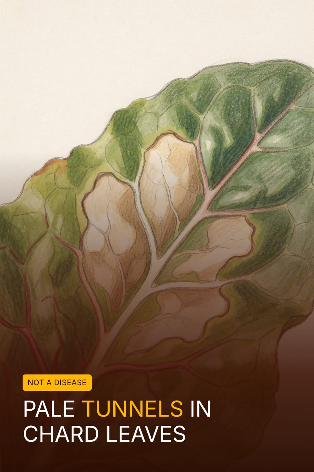 Pale Tunnels in Chard Leaves