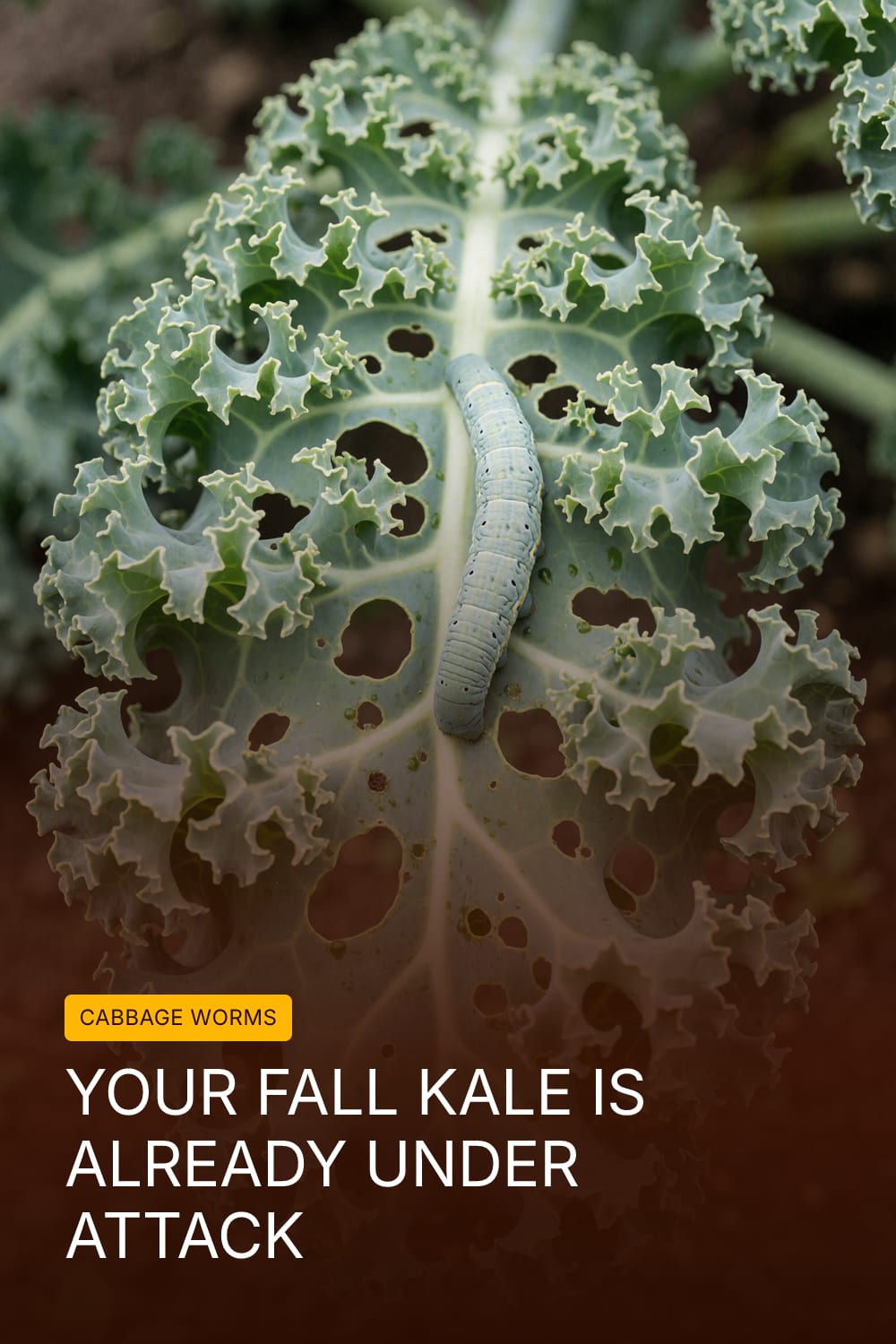 Your Fall Kale Is Already Under Attack