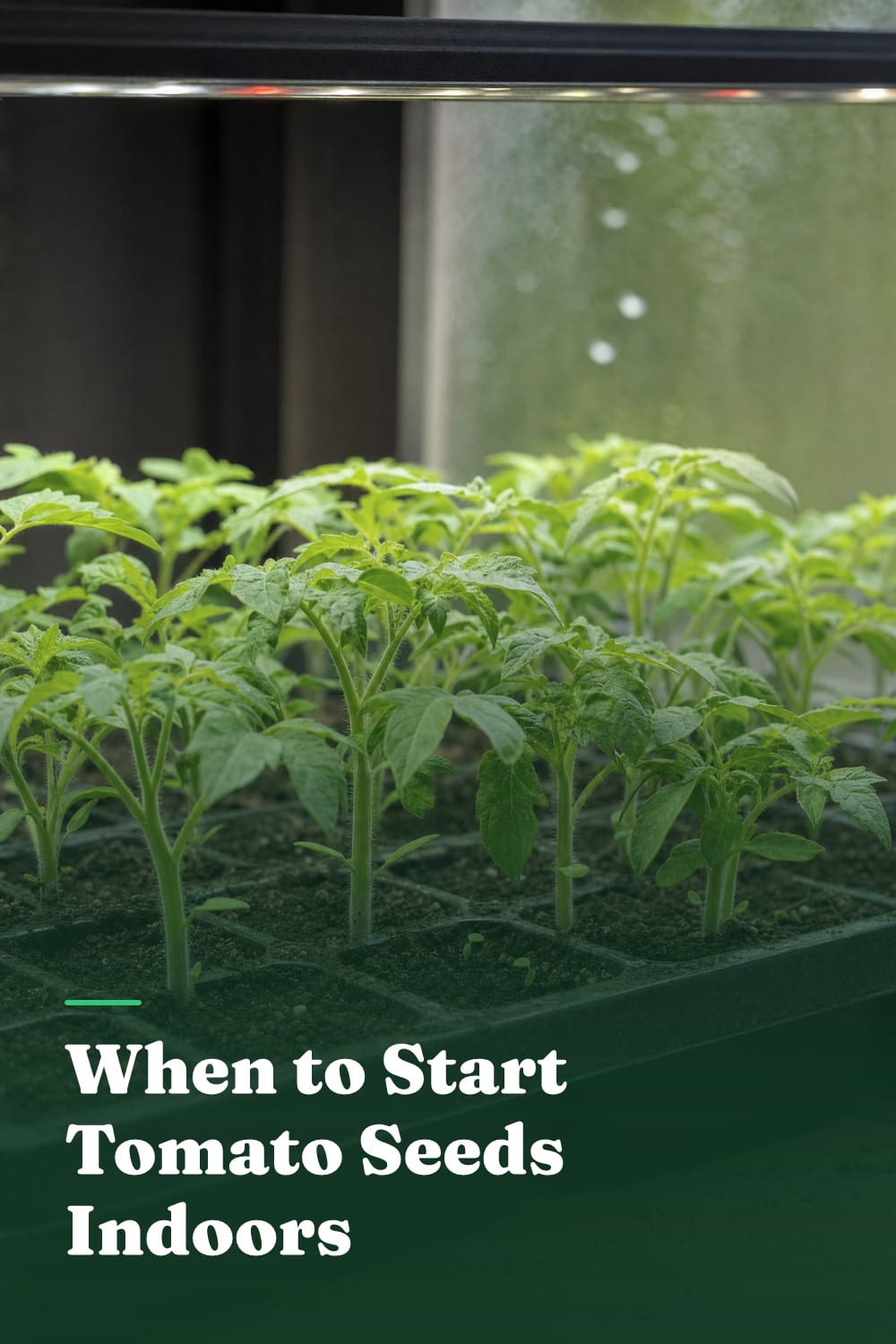 When to Start Tomato Seeds Indoors