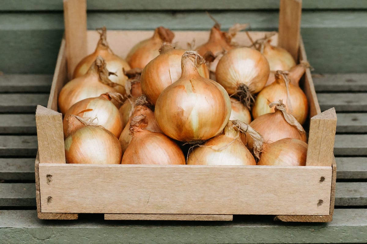 A slatted wooden crate of cured yellow onions with papery golden skins and dried necks, sitting on a weathered green bench