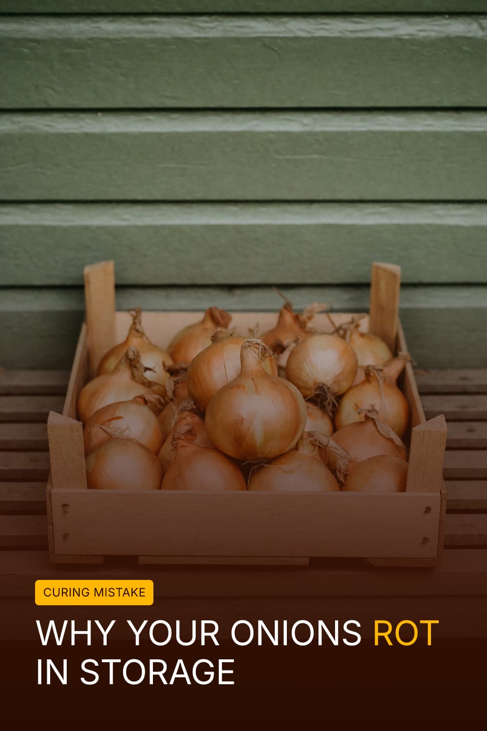 Why Your Onions Rot in Storage