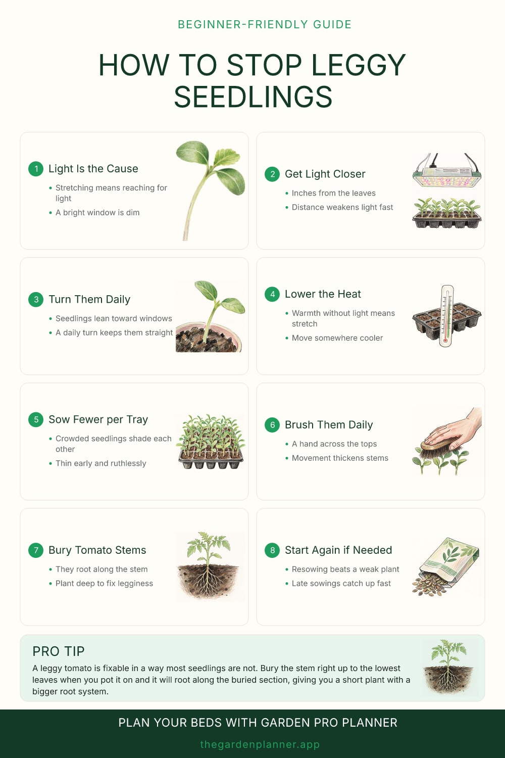 How to stop leggy seedlings