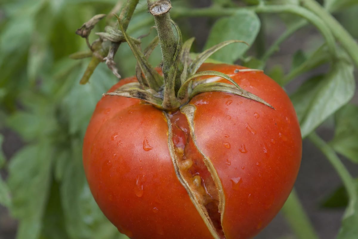 A ripe red tomato still on the vine with a deep radial crack running down from the stem