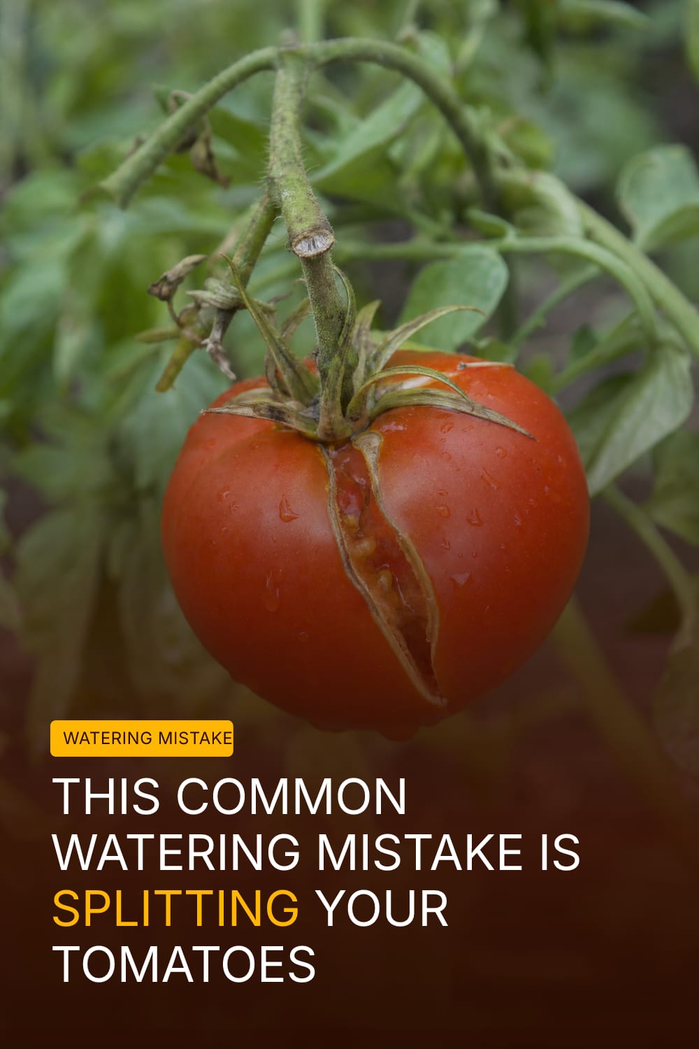 This Common Watering Mistake Is Splitting Your Tomatoes