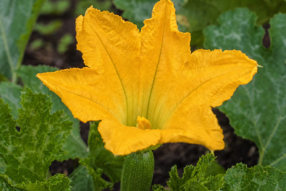 An open yellow female zucchini flower with a small immature squash swelling behind the petals.