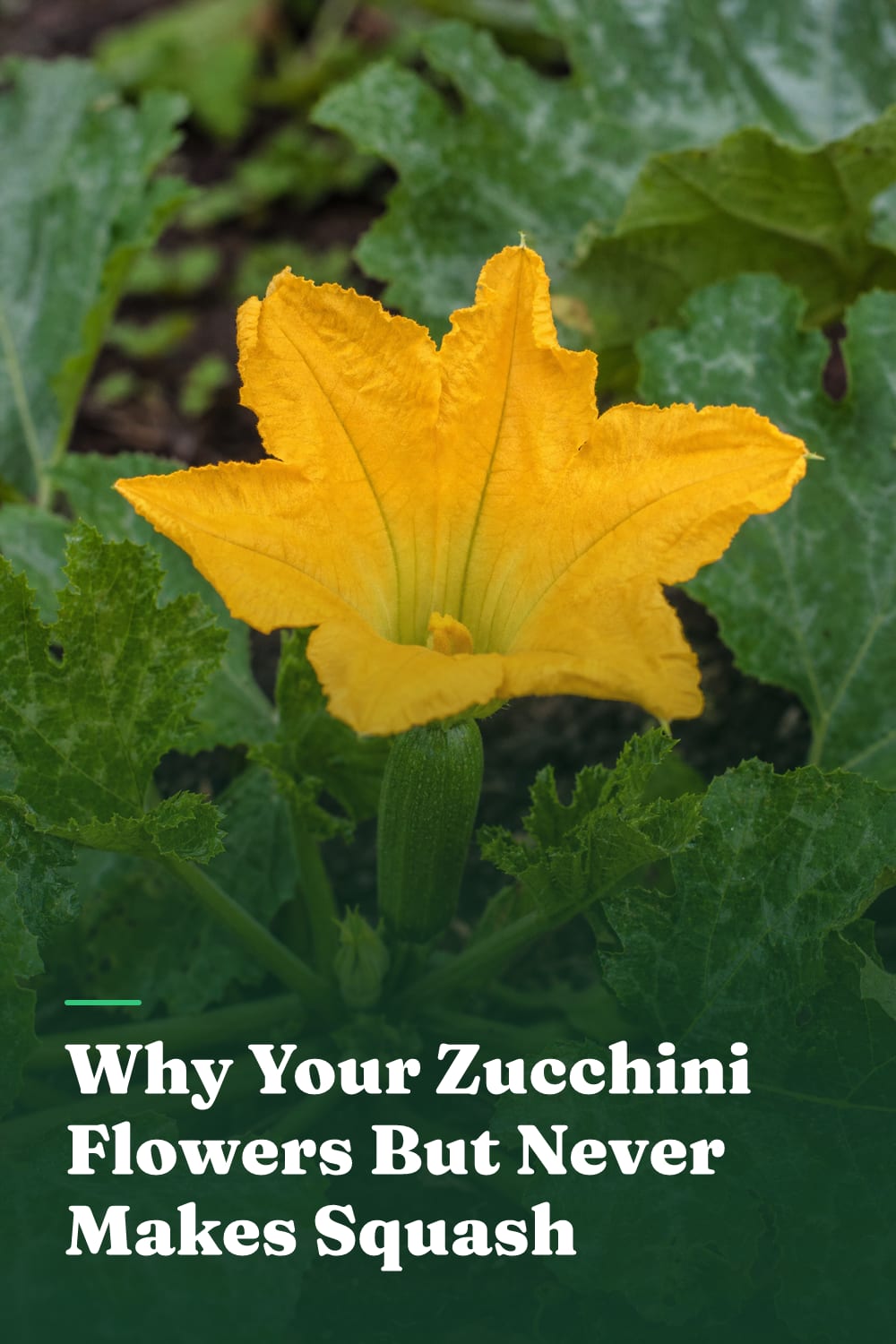 Why Your Zucchini Flowers But Never Makes Squash