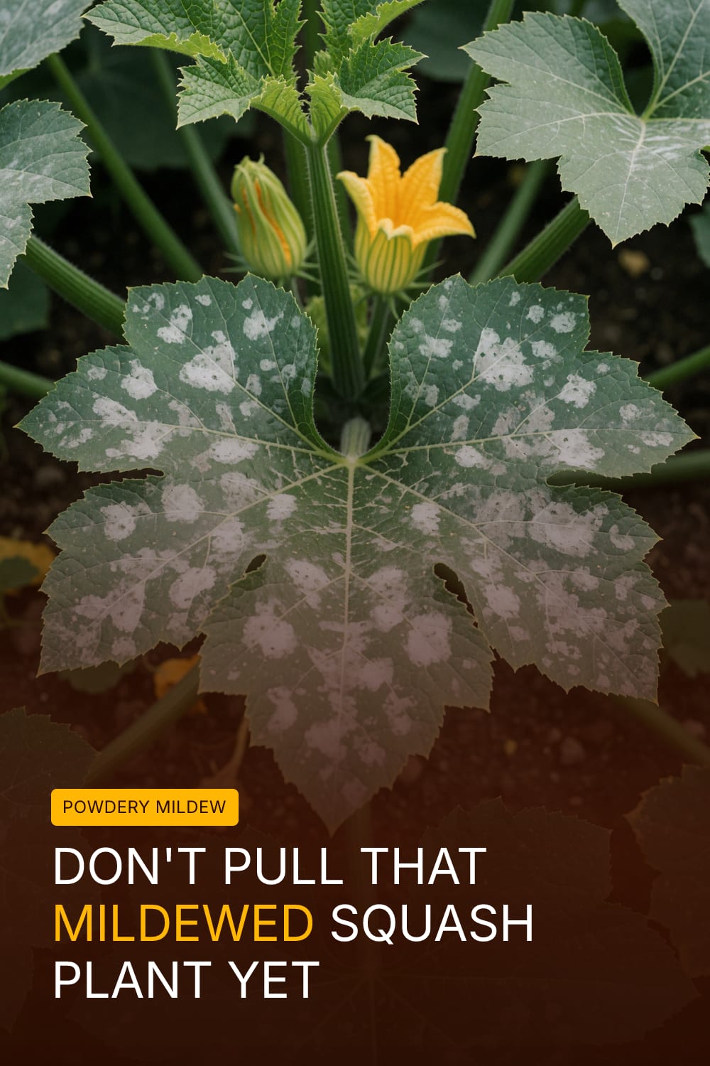 Don't Pull That Mildewed Squash Plant Yet