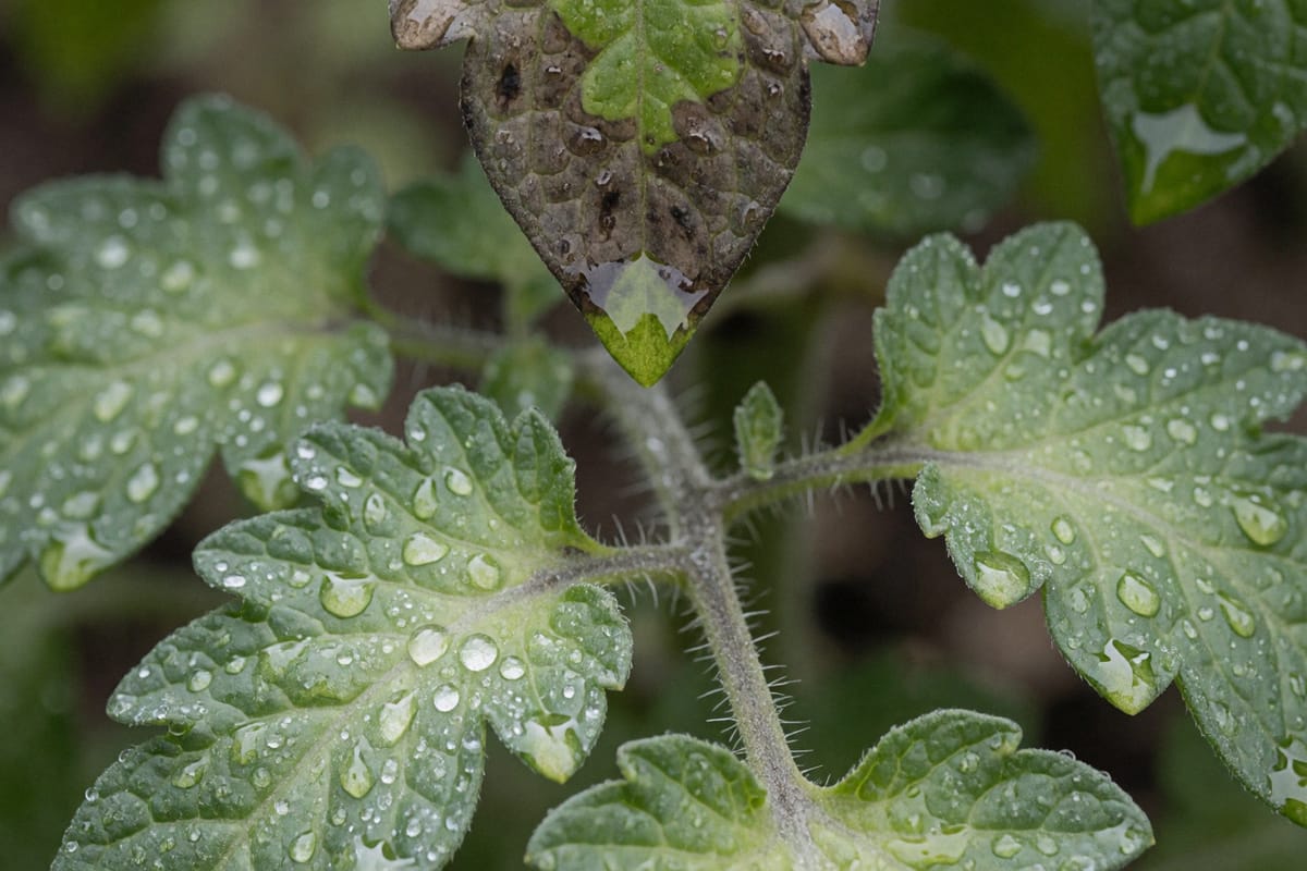 A tomato leaf consumed by an irregular gray-brown blotch hanging among dew-covered healthy foliage on an overcast morning