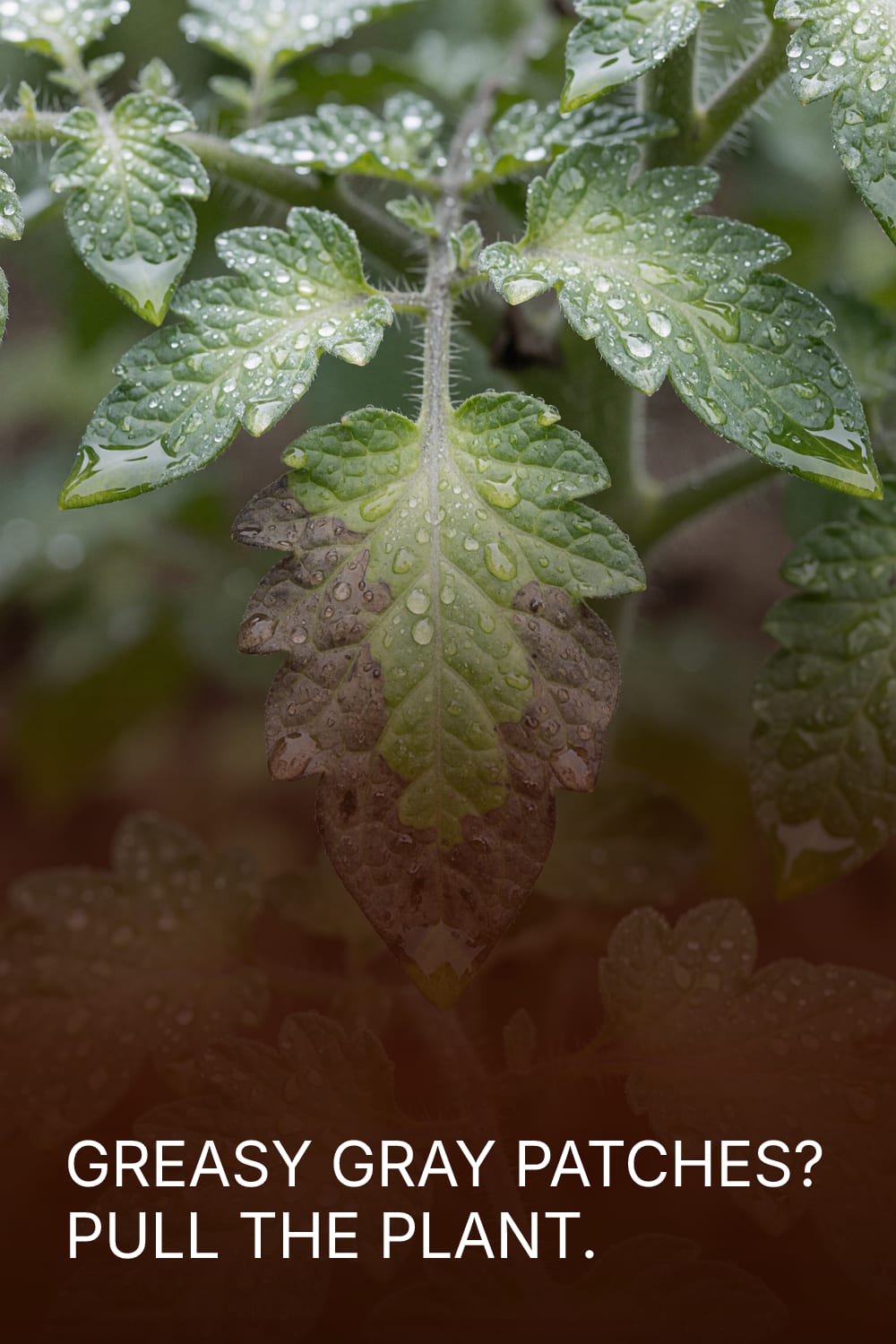 Greasy Gray Patches? Pull The Plant.