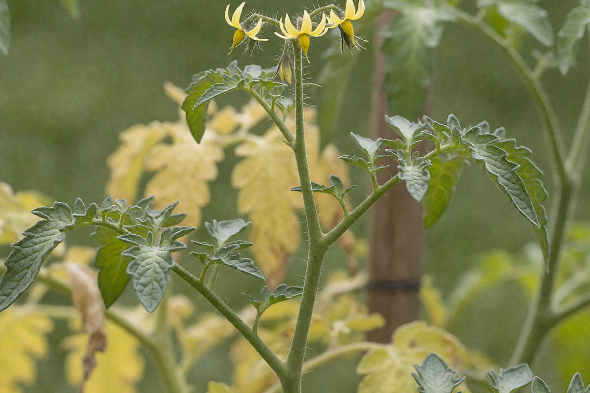New yellow blossoms opening at the growing tip of a tall tomato vine in late summer